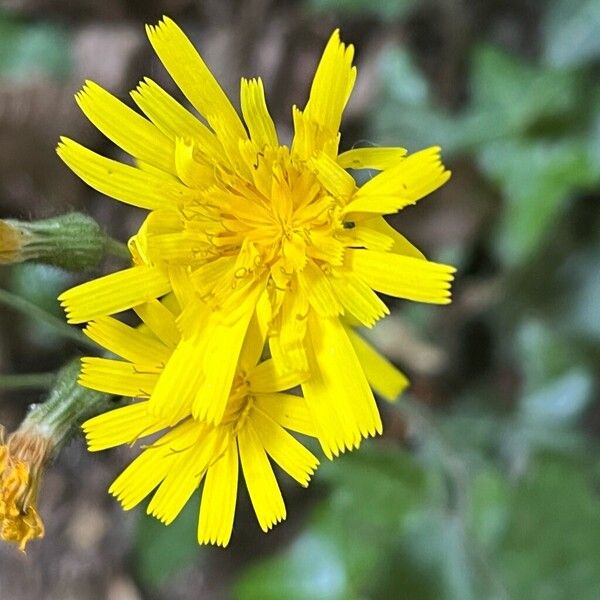 Hieracium murorum Kukka