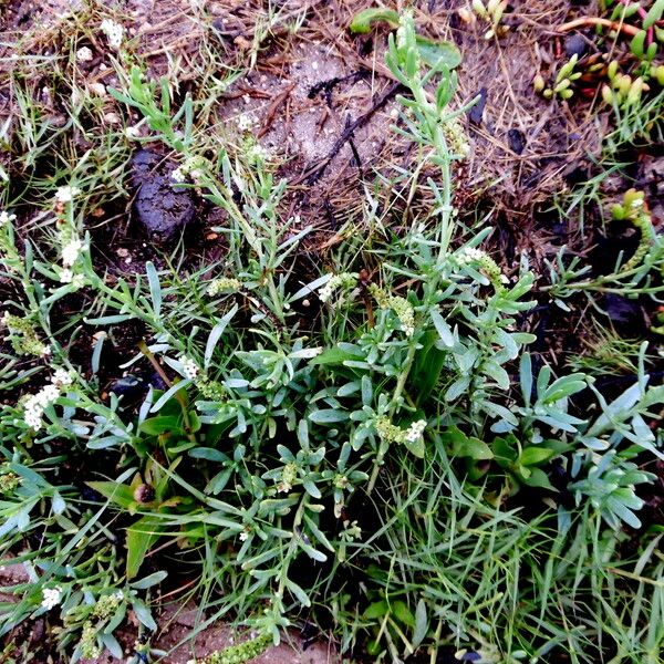 Heliotropium curassavicum Folla