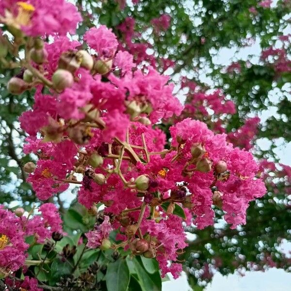 Lagerstroemia indica Квітка