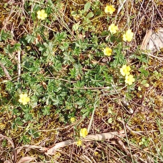 Potentilla verna Habit