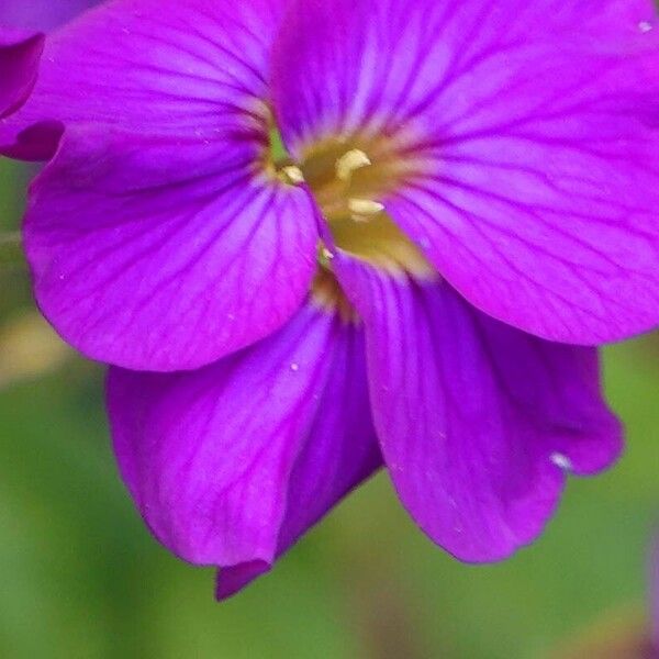 Aubrieta deltoidea Otro