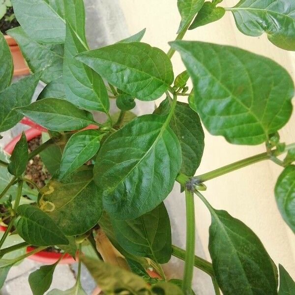 Capsicum annuum 叶