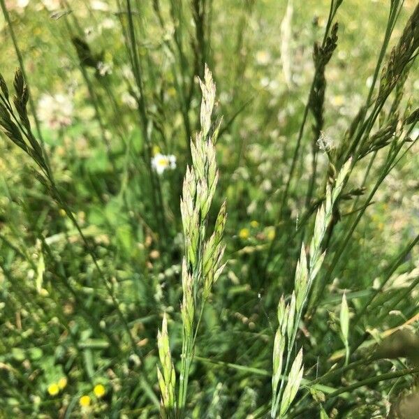 Bromus hordeaceus Flower