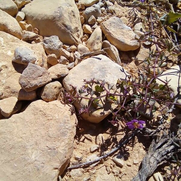 Zygophyllum glutinosum Flower