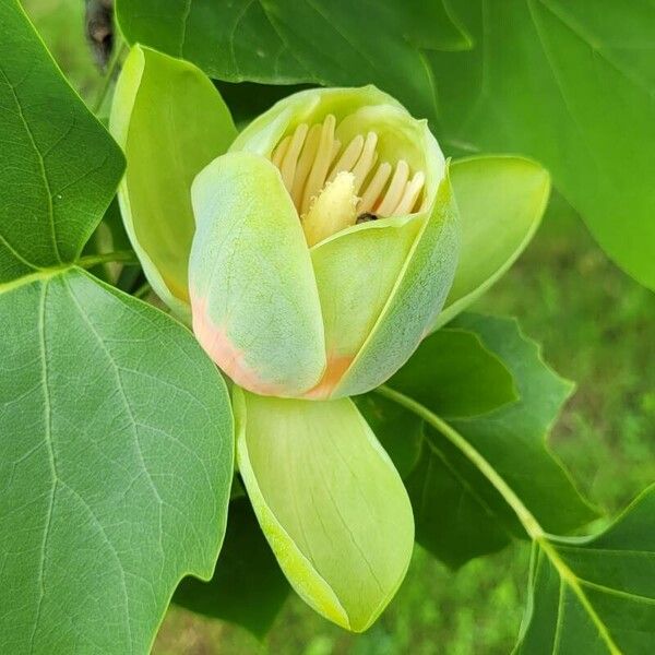 Liriodendron tulipifera Blodyn