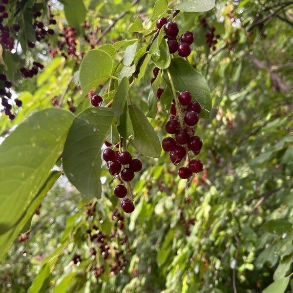 Prunus virginiana ফল