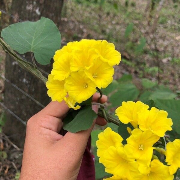 Camonea umbellata പുഷ്പം