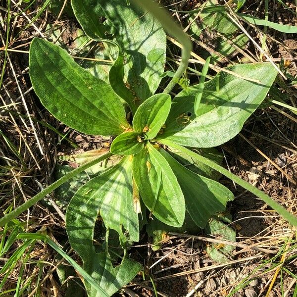 Plantago media Folha