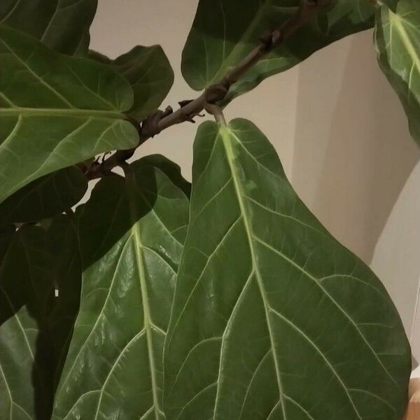 Ficus lyrata Leaf