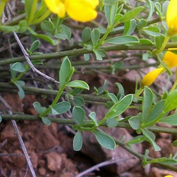 Cytisus procumbens Levél