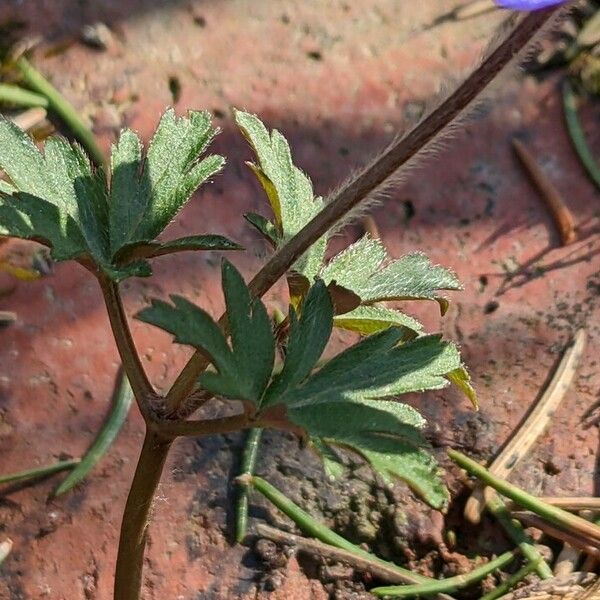 Anemonoides blanda Lapas