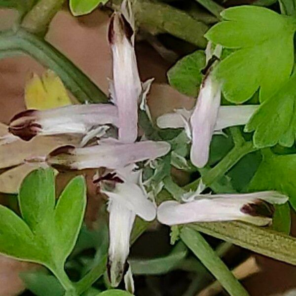 Fumaria capreolata Floare