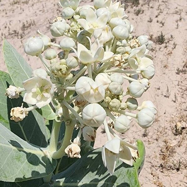 Calotropis procera Flor