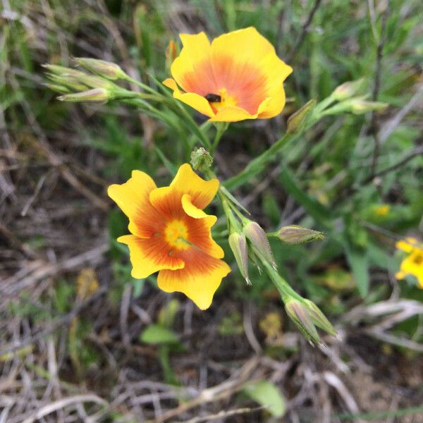 Linum rigidum Blodyn