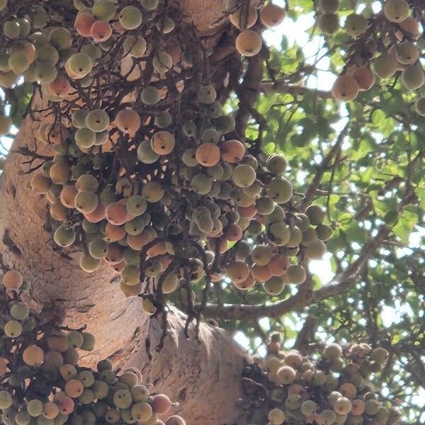 Ficus sycomorus Fruto