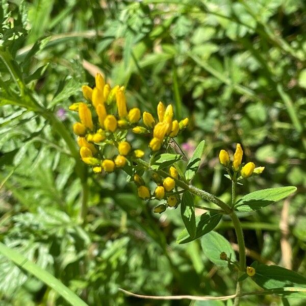 Hypericum hirsutum Hoja