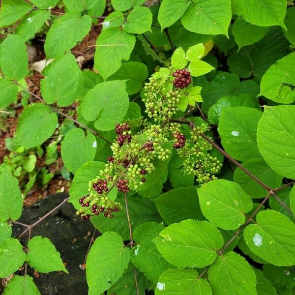 Aralia racemosa Frukto