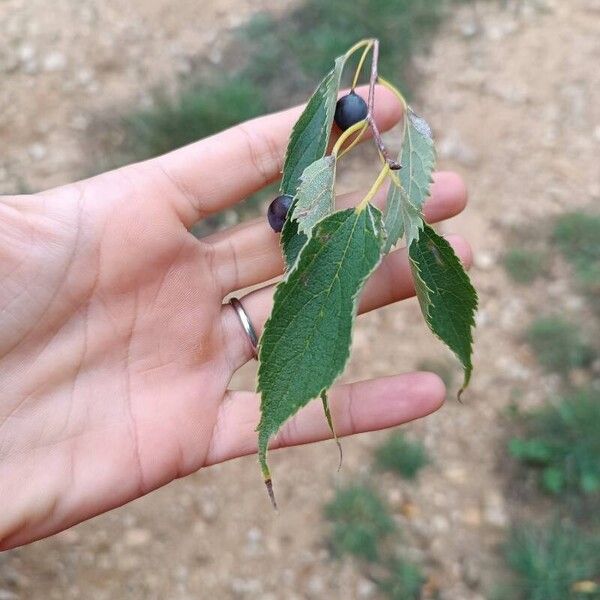 Celtis australis Blad