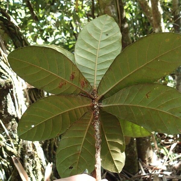 Planchonella roseoloba Frunză