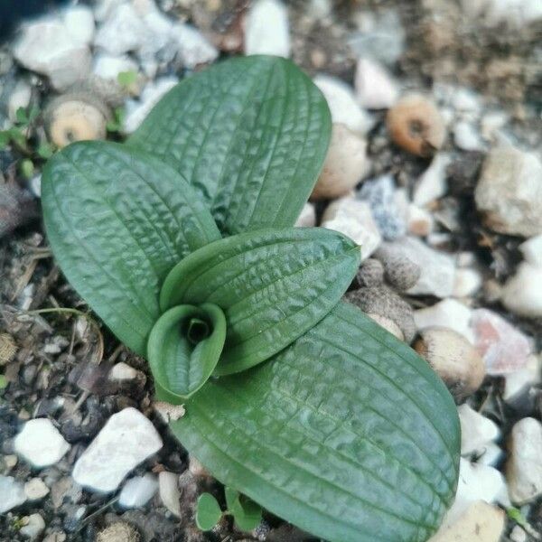 Spiranthes spiralis Folla