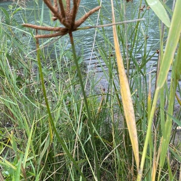 Bolboschoenus maritimus عادت داشتن