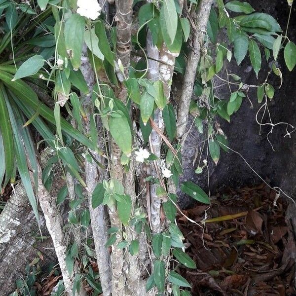 Thunbergia fragrans عادت داشتن