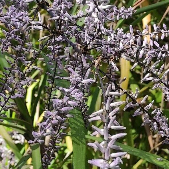 Cordyline stricta Flor