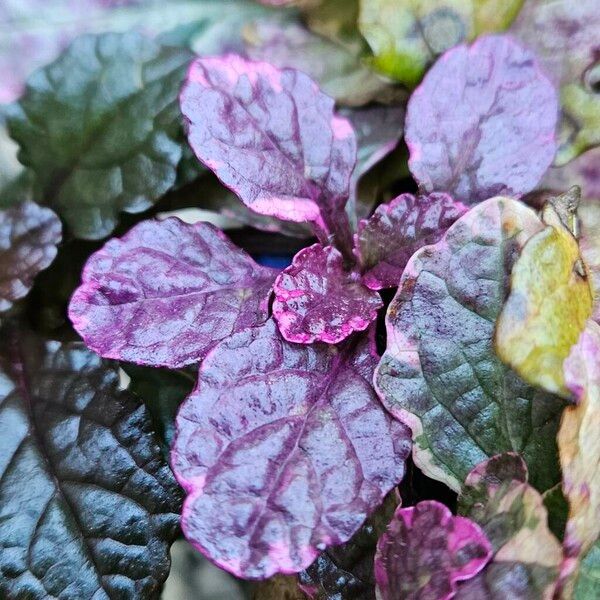 Ajuga reptans Blad