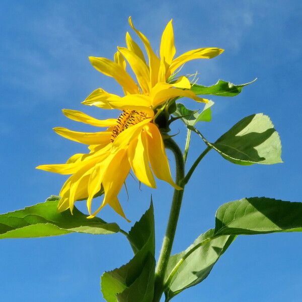 Helianthus annuus Цвят