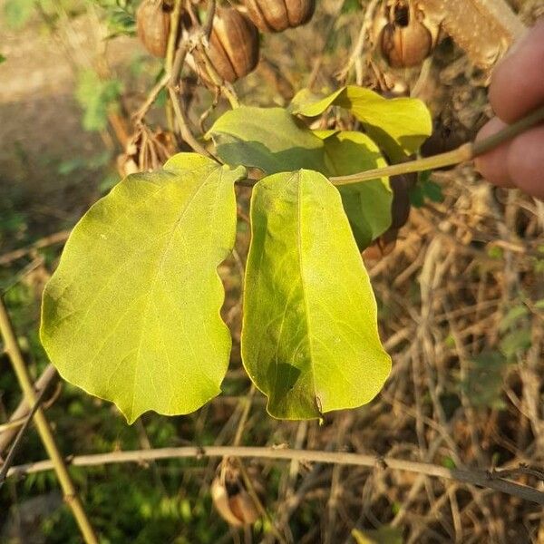 Aristolochia acuminata Φύλλο