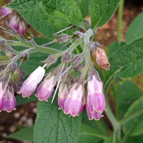 Symphytum officinale Květ