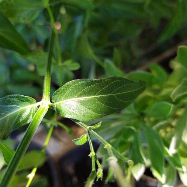 Rhinacanthus nasutus Lehti