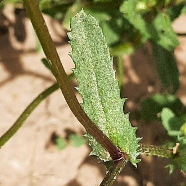 Coleostephus myconis Leaf