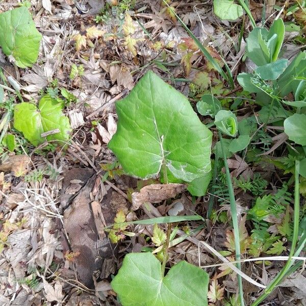 Tussilago farfara Hoja