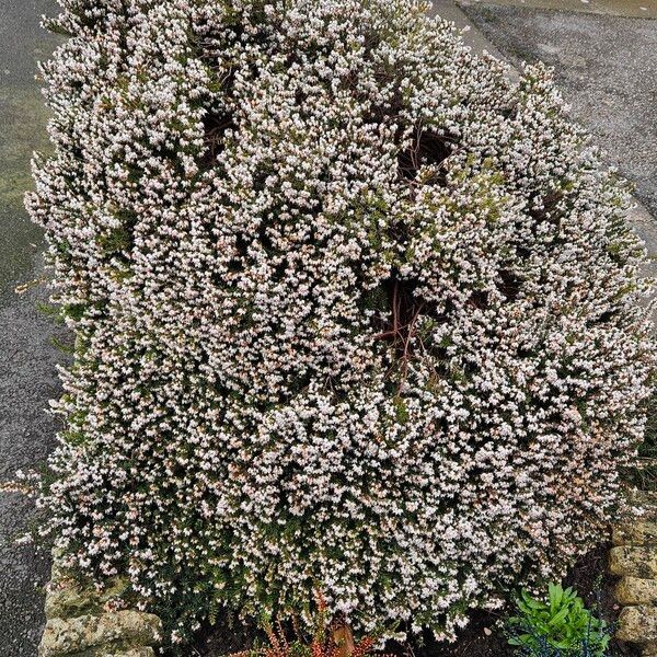 Erica lusitanica Habit