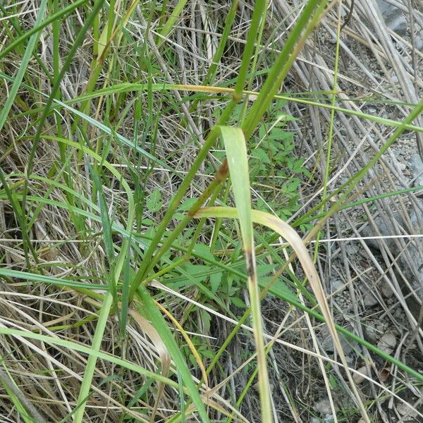 Cyperus longus 葉