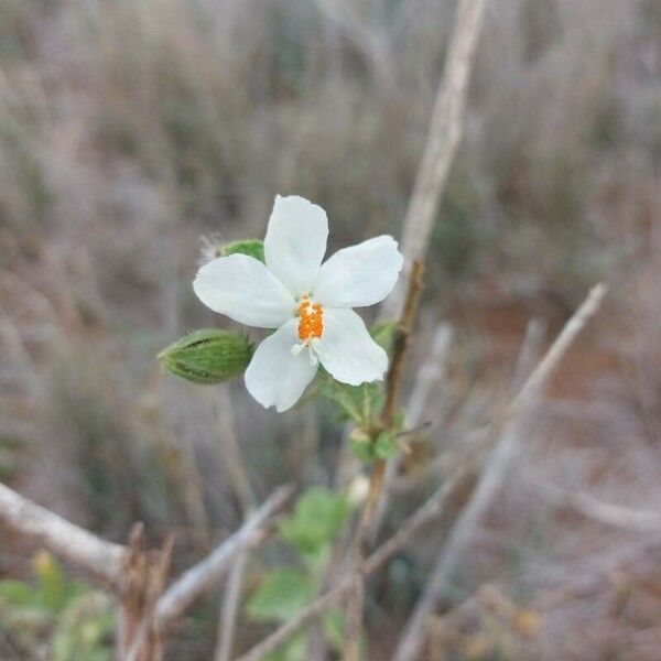 Hibiscus flavifolius Fiore