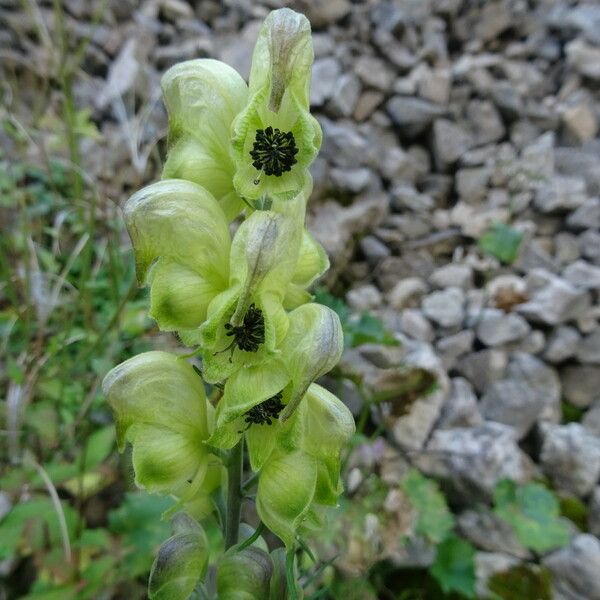 Aconitum anthora Blomst