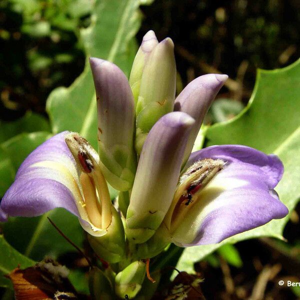 Acanthus ilicifolius Kvet