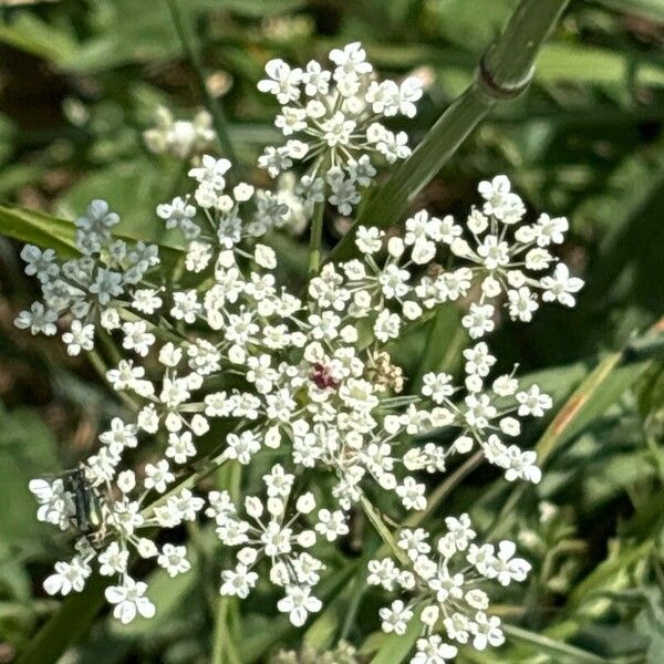 Torilis arvensis Flor