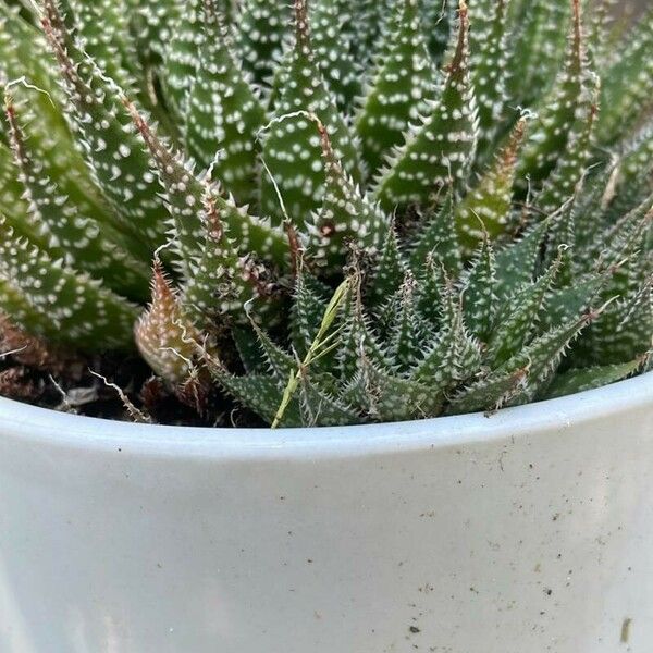 Aloe aristata Leaf