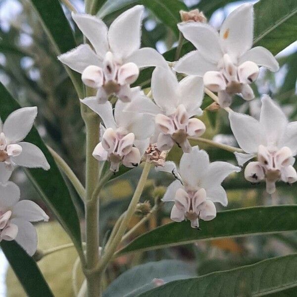 Gomphocarpus physocarpus Blomst