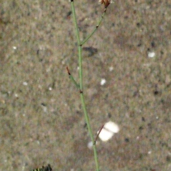 Limonium legrandii Drugo