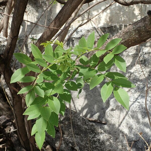 Gliricidia sepium Blad