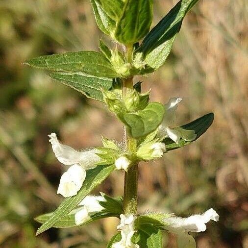 Stachys annua Flower