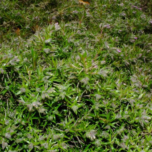 Phlox subulata Elinympäristö