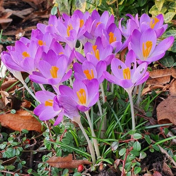 Crocus tommasinianus Flor