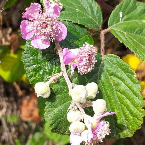 Rubus ulmifolius Кветка