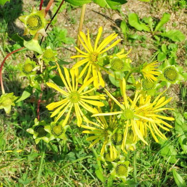 Silphium perfoliatum പുഷ്പം