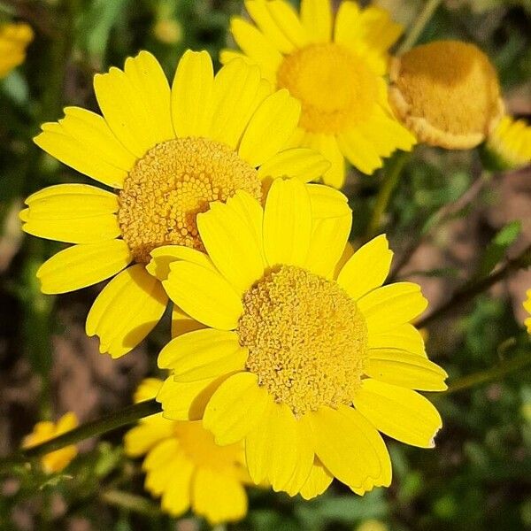 Coleostephus myconis Flower